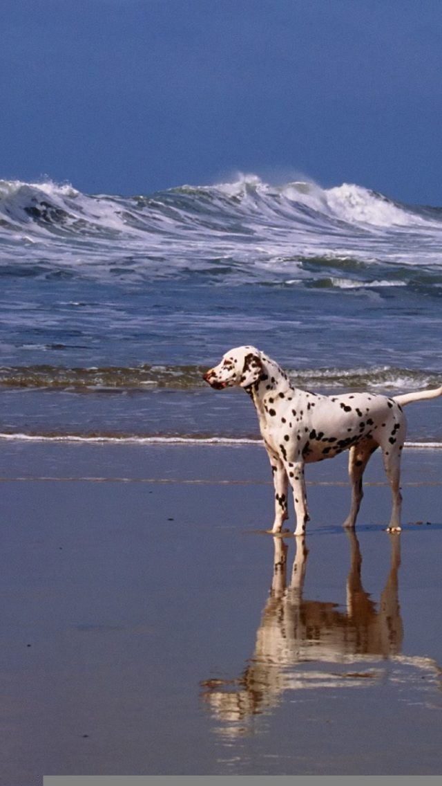 A Day At The Beach Dalmatian HD Wallpaper Backgrounds Dog Pictures